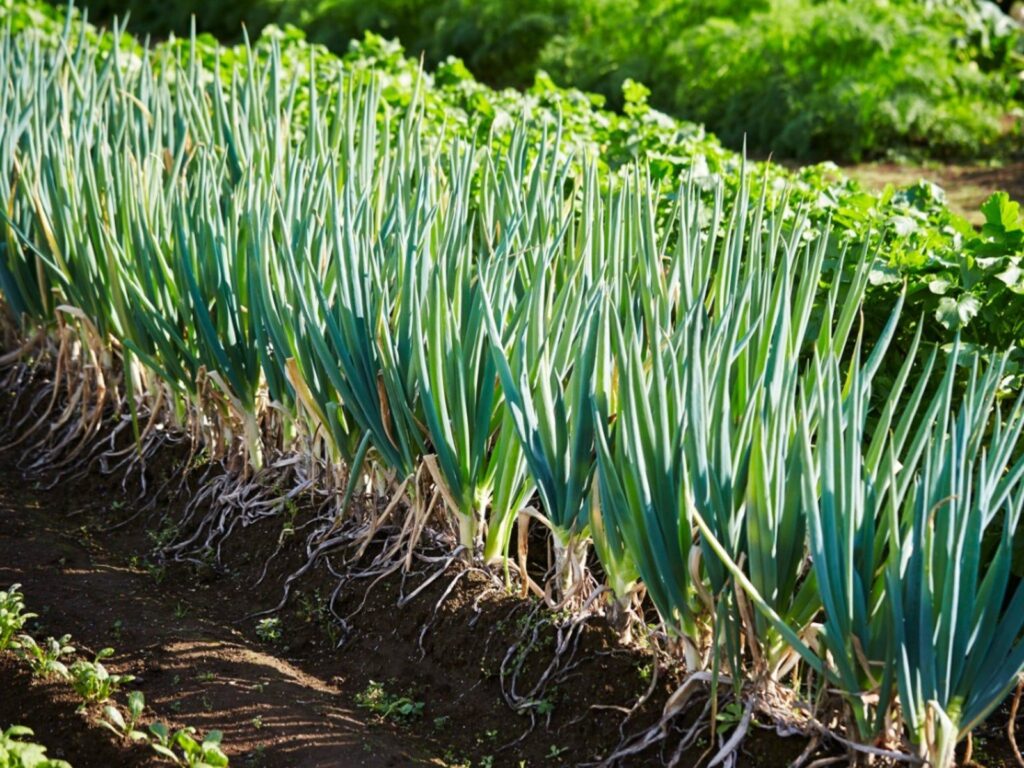 Spring Onion Seeds (Scallion)