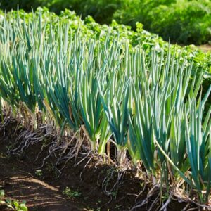 Spring Onion Seeds (Scallion)