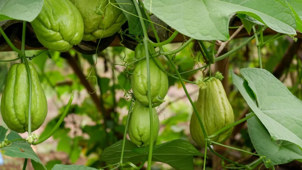 Cho Cho Seeds (Chayote)