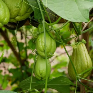 Cho Cho Seeds (Chayote)