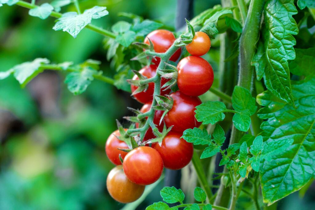 Cherry Tomato Seeds