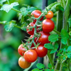 Cherry Tomato Seeds
