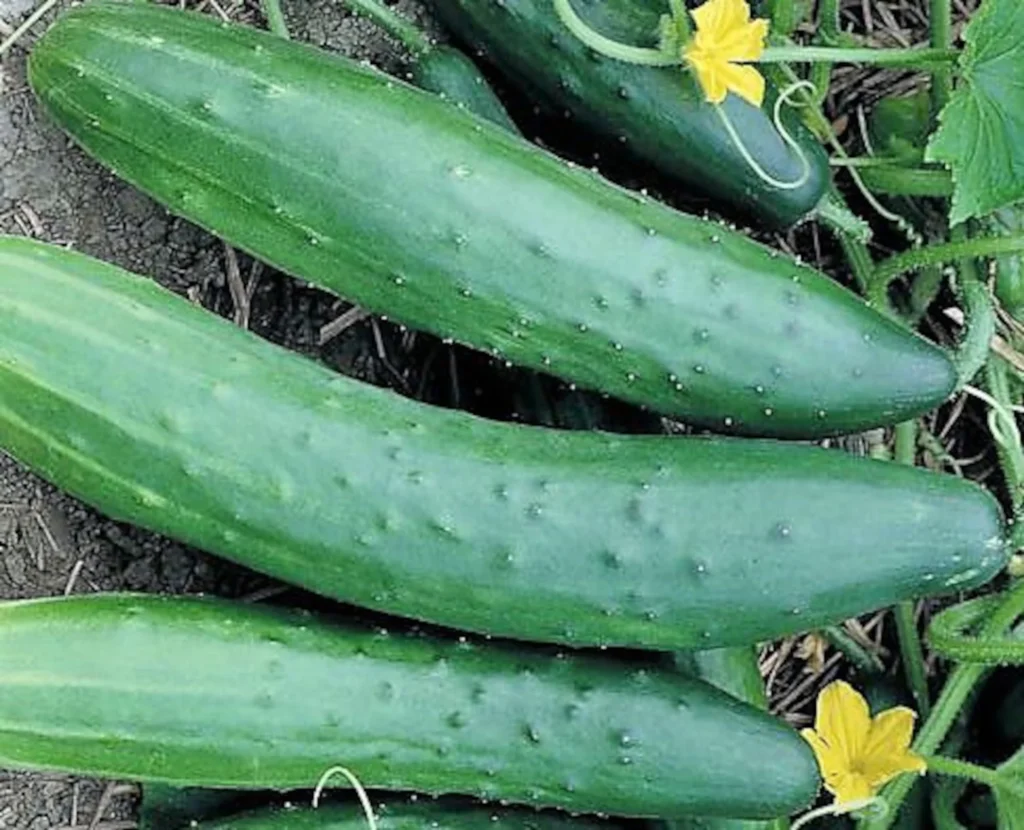 Cucumber Seeds - Burpless