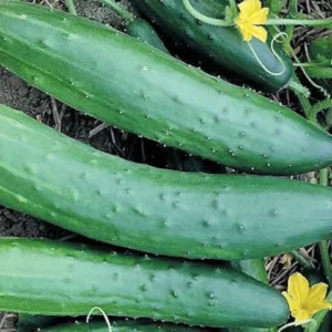 Cucumber Seeds - Burpless