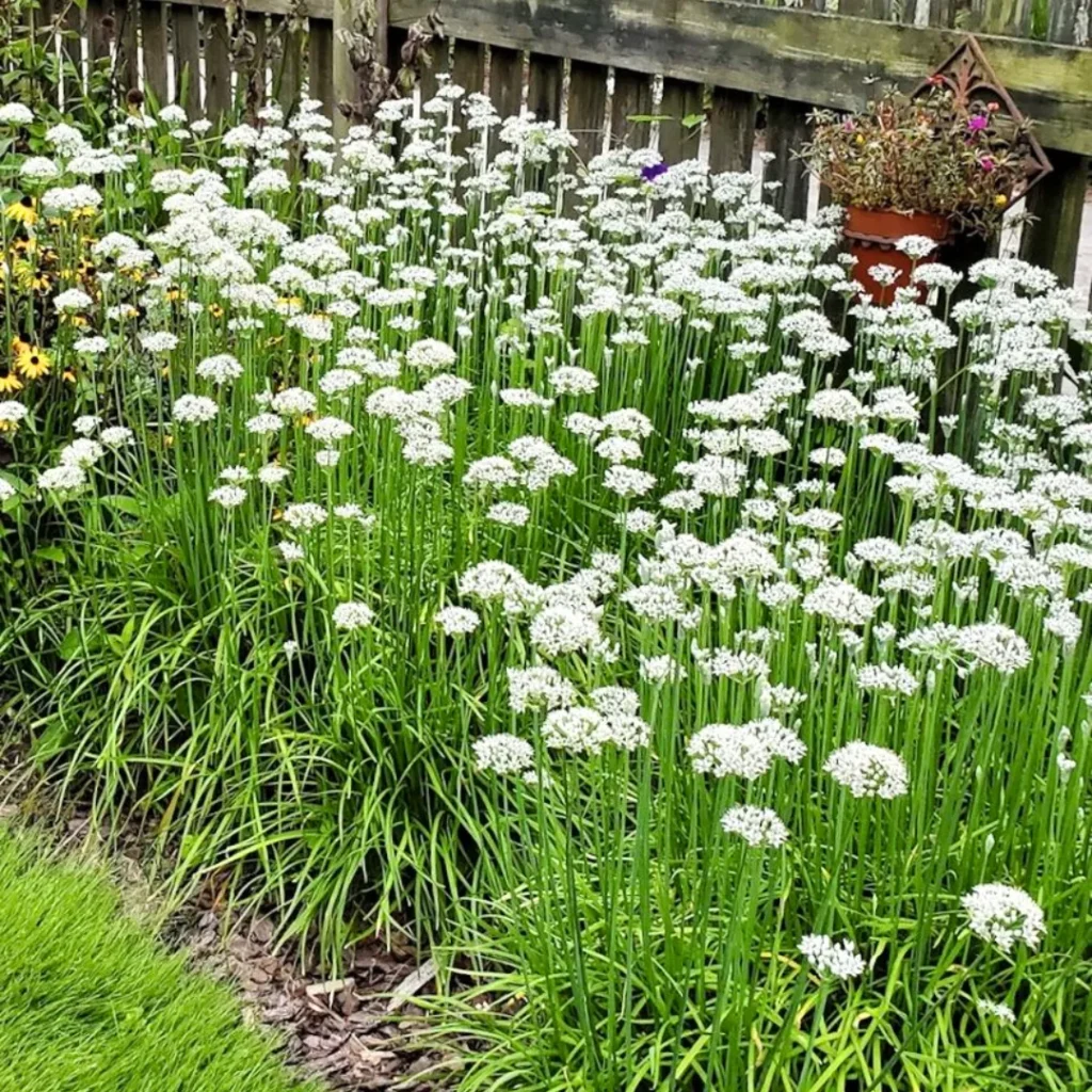 Garlic Chives Seeds