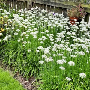 Garlic Chives Seeds