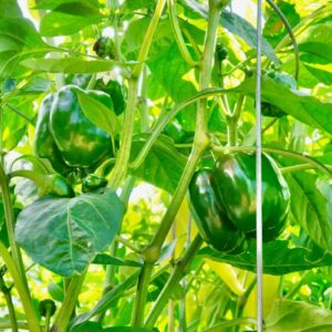 Sweet Bell Pepper Seeds