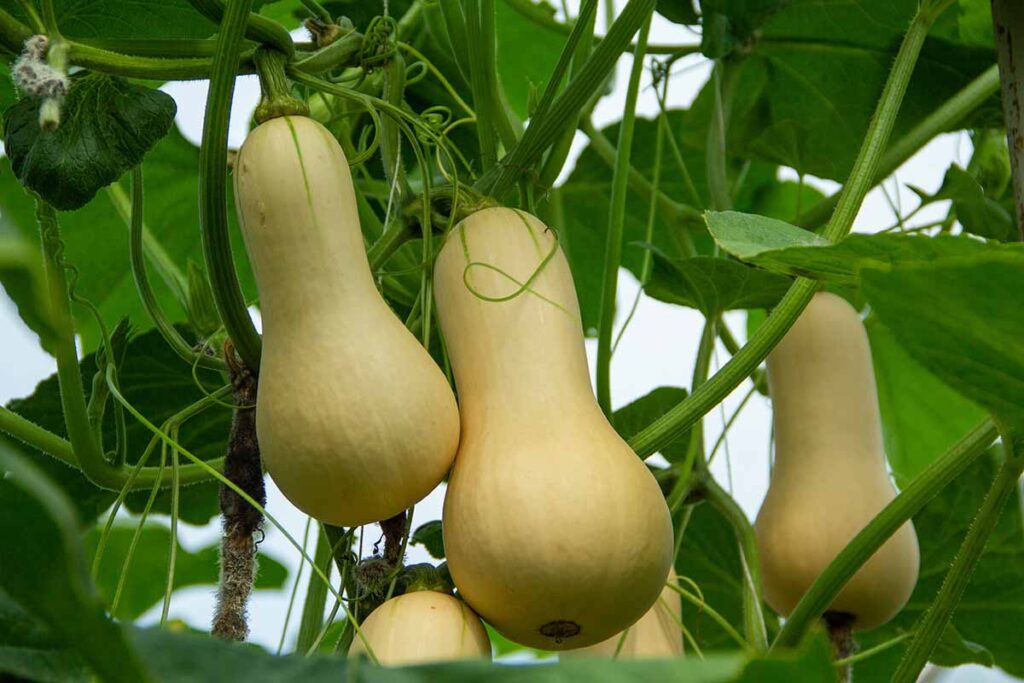 Butternut Squash Seeds