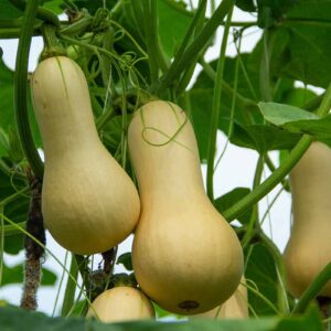 Butternut Squash Seeds