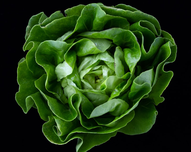 Lettuce Seeds - Romaine