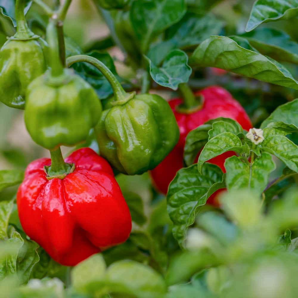 Scotch Bonnet Pepper Seeds