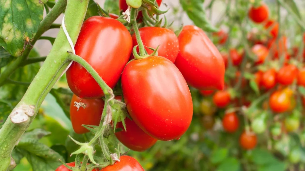 Roma Tomato Seeds