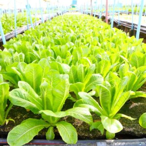 Lettuce Seeds - Romaine