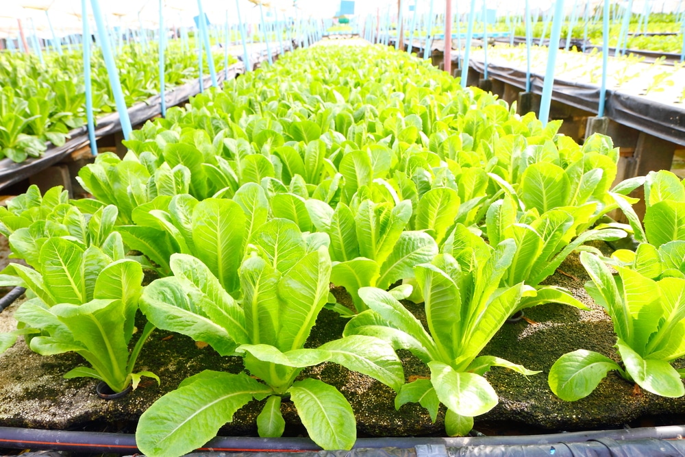 Lettuce Seeds - Romaine