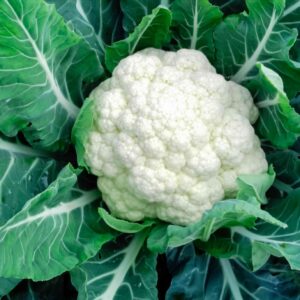 Cauliflower Seeds
