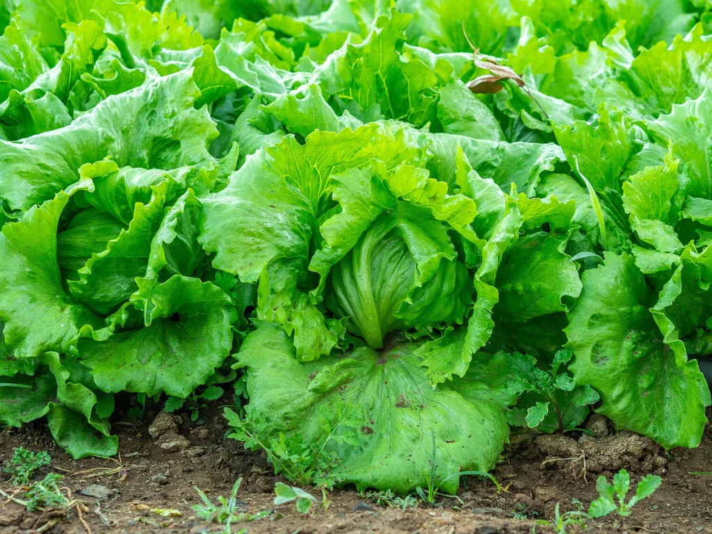 Lettuce Seeds - Iceberg