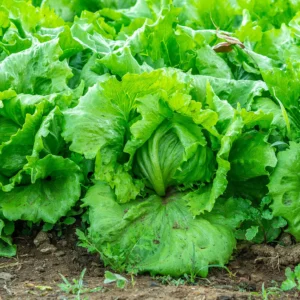 Lettuce Seeds - Iceberg