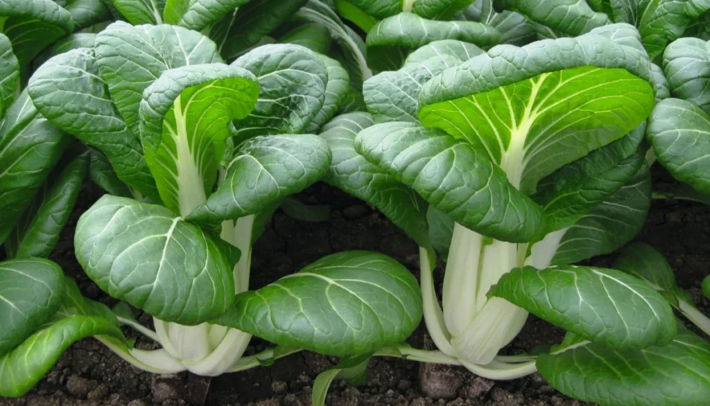 Pak Choi Seeds