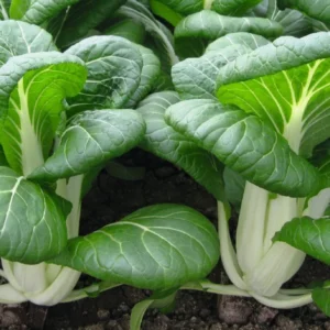 Pak Choi Seeds