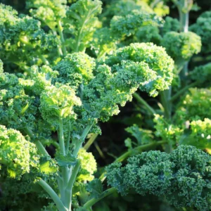 Kale Seeds - Curly