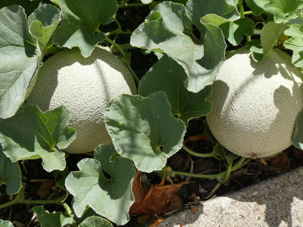 Cantaloupe Seeds