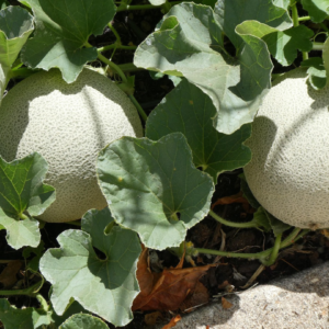 Cantaloupe Seeds
