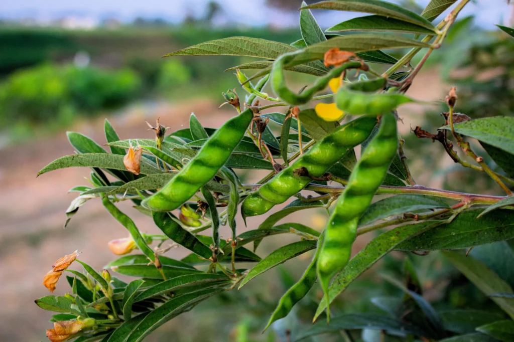Gungo Peas Seeds (Pigeon Peas)