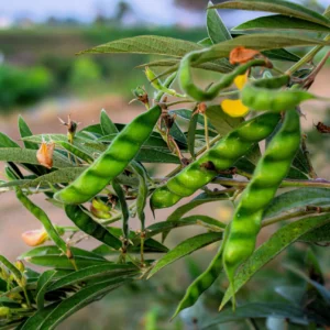 Gungo Peas Seeds (Pigeon Peas)